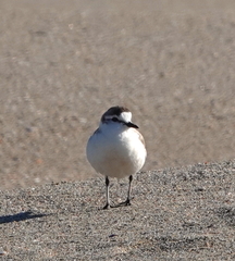 Charadrius marginatus marginatus