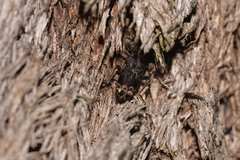 Stigmatium quadricostatum