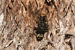 Stigmatium quadricostatum