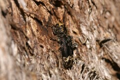 Stigmatium quadricostatum