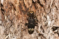 Stigmatium quadricostatum