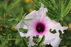 Ipomoea platensis