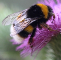 Bombus terrestris lusitanicus