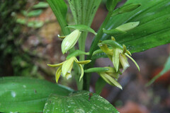 Phaius reflexipetalus