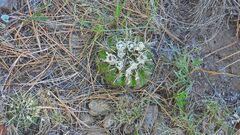 Parodia mammulosa