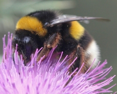 Bombus terrestris lusitanicus