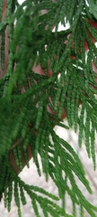 Thuja