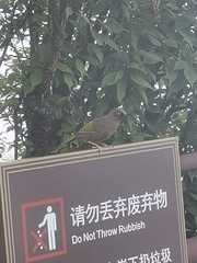 Trochalopteron elliotii