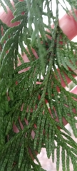 Thuja