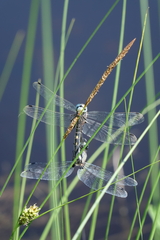 Leucorrhinia orientalis