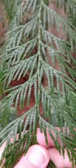 Thuja