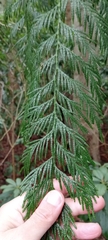 Thuja