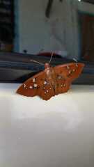 Dyscophellus ramusis