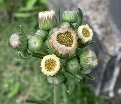 Erigeron primulifolius