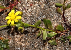 Senecio maritimus