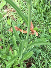 Erigeron primulifolius