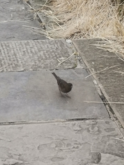Procarduelis nipalensis