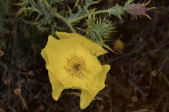 Argemone subfusiformis