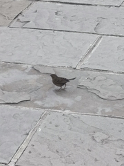 Procarduelis nipalensis