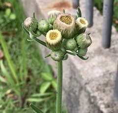 Erigeron primulifolius