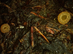 Ascobolus lignatilis