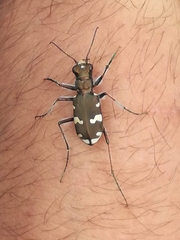 Cicindela sylvicola
