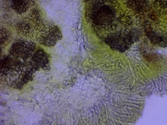 Ascobolus lignatilis