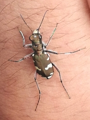 Cicindela sylvicola