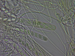 Ascobolus lignatilis