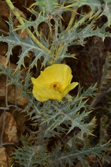 Argemone subfusiformis