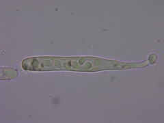 Ascobolus lignatilis