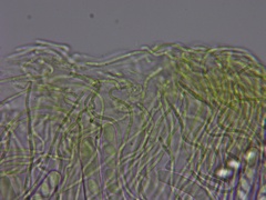 Ascobolus lignatilis