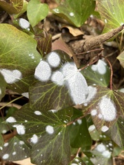 Erysiphe euonymicola