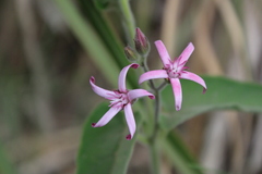 Oxypetalum solanoides