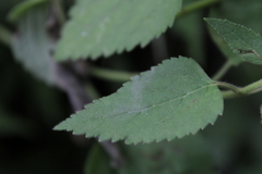 Teucrium vesicarium