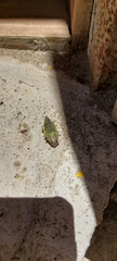 Psiloptera