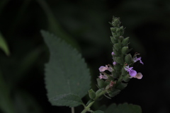 Teucrium vesicarium