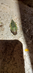 Psiloptera
