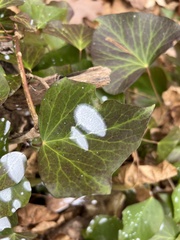 Erysiphe euonymicola