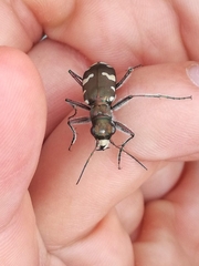 Cicindela sylvicola