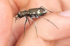 Cicindela sylvicola