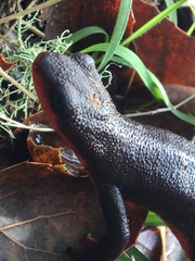 Taricha rivularis