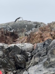 Pygoscelis antarcticus