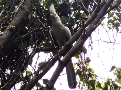 Corythaixoides concolor bechuanae