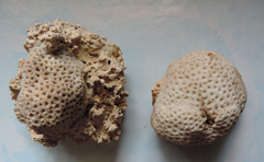 Siderastrea stellata