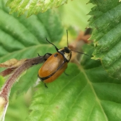 Cryptocephalus variegatus