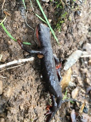 Taricha rivularis