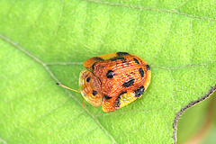 Laccoptera nepalensis
