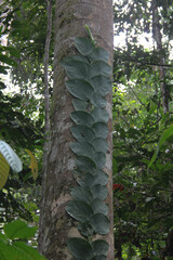 Rhaphidophora