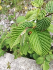 Cryptocephalus variegatus